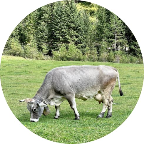 Cow grazing in the meadow